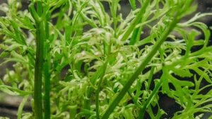 ИНДИЙСКИЙ ПАПОРОТНИК. СОДЕРЖАНИЕ И РАЗВЕДЕНИЕ В АКВАРИУМЕ