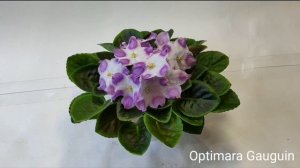 Valeska Blue, Valeska Rosarot, Optimara Gauguin, Optimara Rebecca.