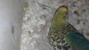 Откладывание и высиживание яиц у волнистых попугаев.