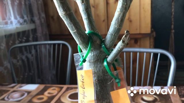 Адениум🌺 снимаем обмотку с прививок. смотреть онлайн