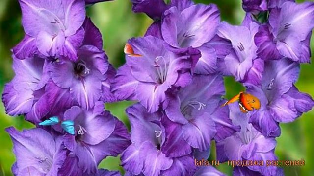 Гладиолус крупноцветковый Блу Маунтин ? обзор: как сажать, луковицы гладиолуса Блу Маунтин смотреть онлайн