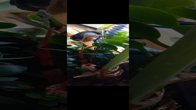 0.1 Гошочный Акумулятор - Радио антенна1000008576.mp4 смотреть онлайн