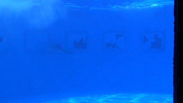 Delfin mular / Bottlenose dolphin смотреть онлайн