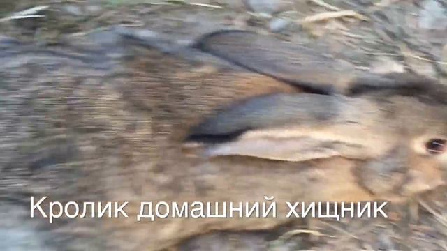 Кролик домашний хищник смотреть онлайн