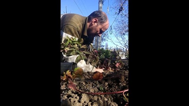 ежевика КАЛАМБИЯ СТАР. Посадка. 06.11.2019 смотреть онлайн