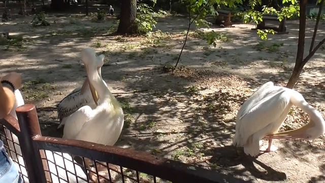 Kiev Zoo. Киевский зоопарк. Первая часть смотреть онлайн