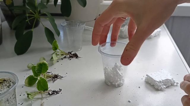 Как рассадить деток фиалки. Простое и понятное руководство. смотреть онлайн