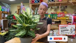 Диффенбахия Саблайм - обзор нарядного сорта диффенбахии | Самые красивые растения мира