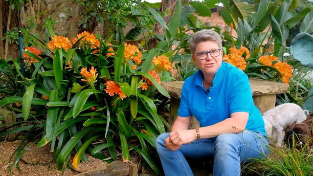 Clivia Inspiration смотреть онлайн