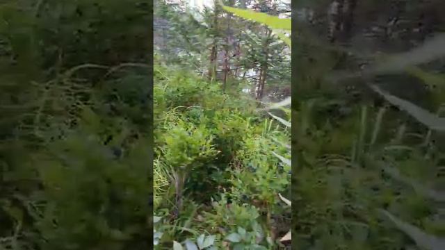 3 августа спелая черника смотреть онлайн