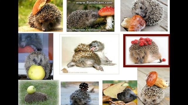 Трансляция|Объединение 