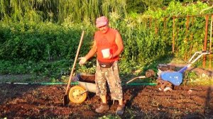 Как мы готовим почву под клубнику, и особенности ее подготовки  для повторной посадки.
