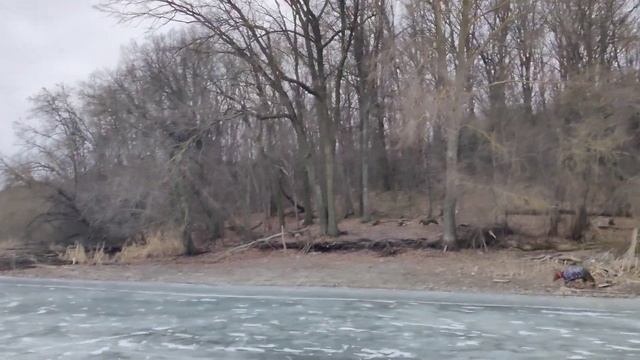 река Северский Донец. Ледяная сказка. #коньки #родезийскийриджбек #речка #зима