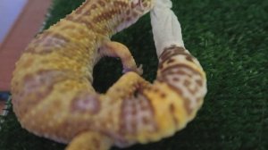 ЭУБЛЕФАР ЛИНЯЕТ | КАК ЛИНЯЕТ ЭУБЛЕФАР? | Aoi Inko