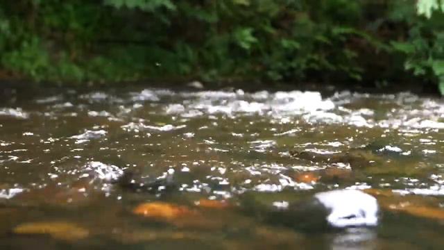 Сатурн в Раке смотреть онлайн