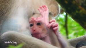 Несчастный после того, как много спал, пока домашняя обезьяна ЛОРИ тянет бедную обезьянку за хвост