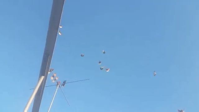 Николаевские голуби одесса мама (Куприянов А И) смотреть онлайн