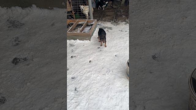 Поигрульки ? смотреть онлайн