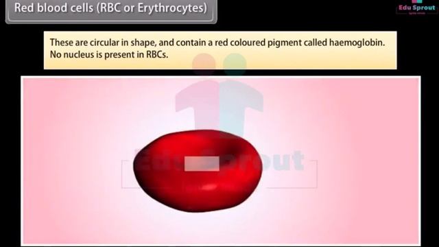 ?Class 10 SCIENCE Lesson 18 - Life Processes Transportation - IV | CBSE | NCERT | State Board | ? смотреть онлайн