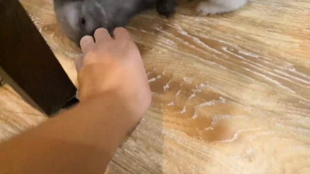 #кролик ест курицу #приколы с животными смотреть онлайн