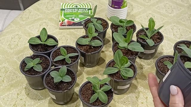 Формирую эустому для раннего и обильного цветения.м-н ДАЧА г.Каменск-Уральский 29.03.2023 смотреть онлайн