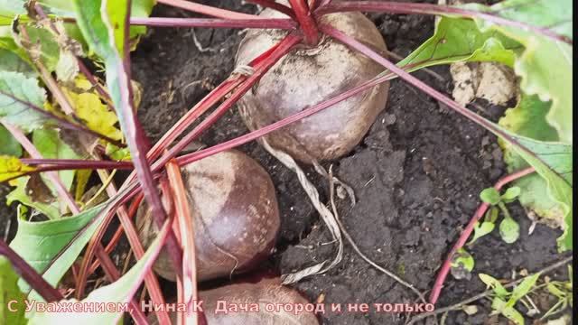 Нина К Дача Огород и не только