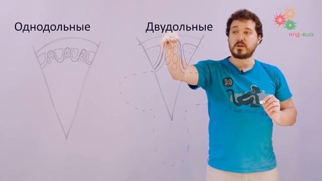 Анатомия растений. Корень (Вислобоков Н. А.) смотреть онлайн