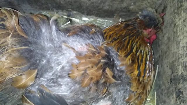 Как определить что курица скора сядет на яйца. смотреть онлайн