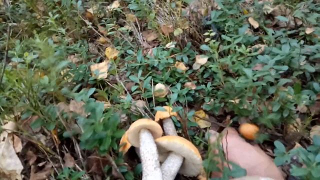 грибы 11.09.21（3） смотреть онлайн