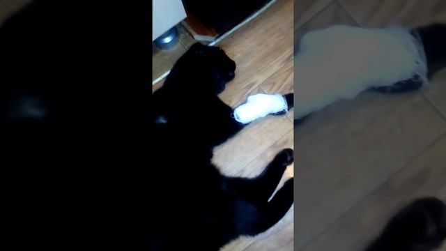 Это обращение в общество защиты животных(1) смотреть онлайн