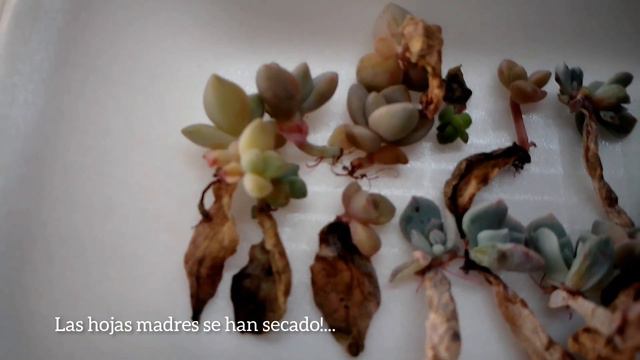 reproducción de #suculentas por aire #plantas #garden #echeveria #jardin #flores #flowers смотреть онлайн