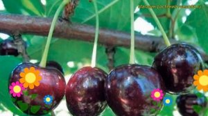 Вишнево-черешневый гибрид Чернокорка. Краткий обзор, описание характеристик, где купить саженцы дюк