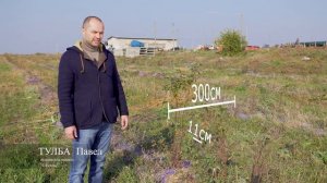 Видео презентация саженцы шиповника , метод зеленого черенкования