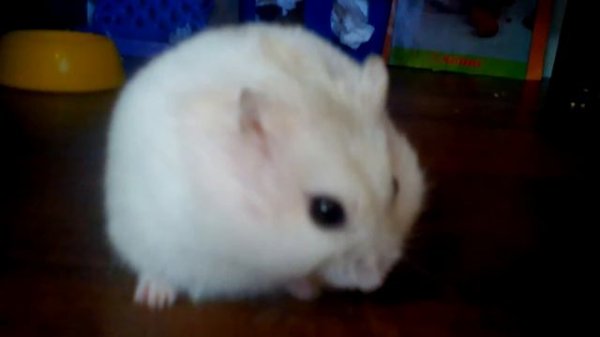 Мой хомячок грызёт орешек под музыку