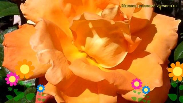 Роза чайно-гибридная Луи де Фюнес. Краткий обзор, описание характеристик Louis de Funes смотреть онлайн