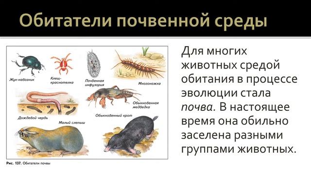 Биология 7 класс. Урок 47 смотреть онлайн