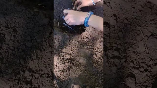 Planting a Jonkeer Van Tets Red Currant смотреть онлайн