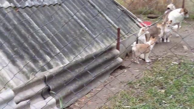 Западно - Сибирская лайка учит щенков лаять. смотреть онлайн