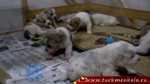 Мама-алабай. Как рожают собаки в питомнике алабаев "Туркмен Кала". смотреть онлайн