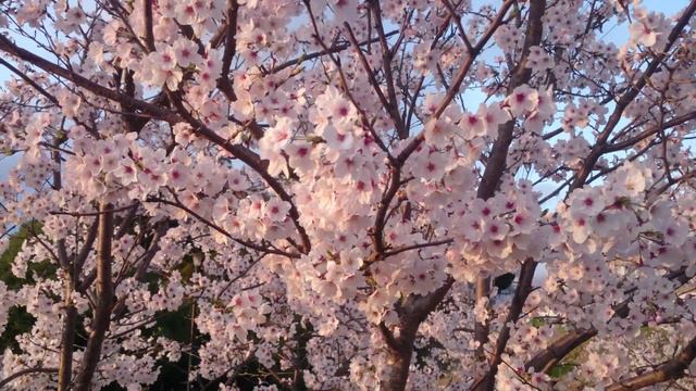 Sakura смотреть онлайн