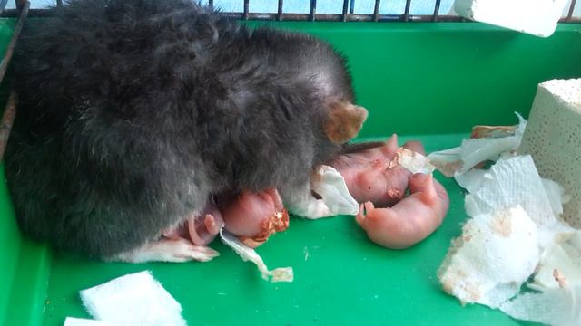 Крыса с крысятами смотреть онлайн