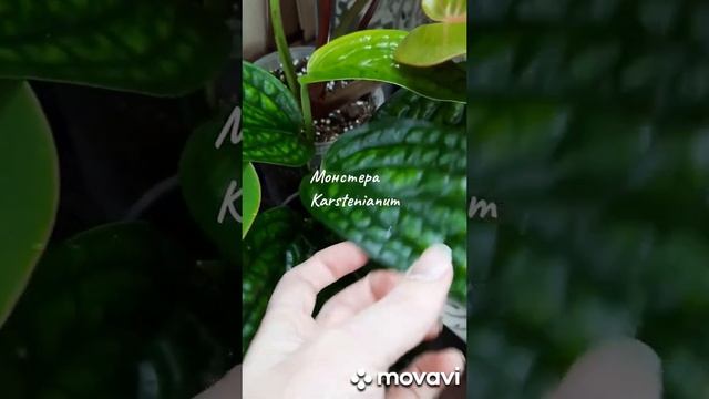 Ароидные.Обзор ароидных на полке.Нарядная ёлочка к Новому году готова и гирлянда есть ? смотреть онлайн