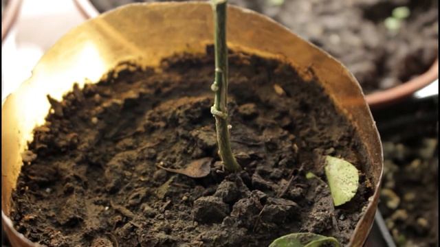 ПРИВИВКА ЦИТРУСОВЫХ! ПРОБУЖДЕНИЯ ОКУЛИРОВКИ смотреть онлайн