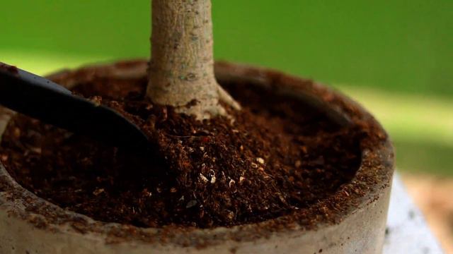 Ficus Rumphi Bonsai Time Lapse 50 смотреть онлайн