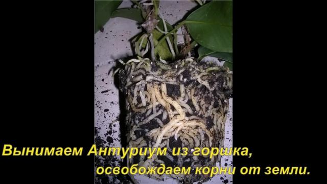 Прекрасный Антуриум.Размножение 4 способами. смотреть онлайн