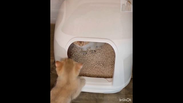 Обзор японских системных туалетов от Petochan смотреть онлайн