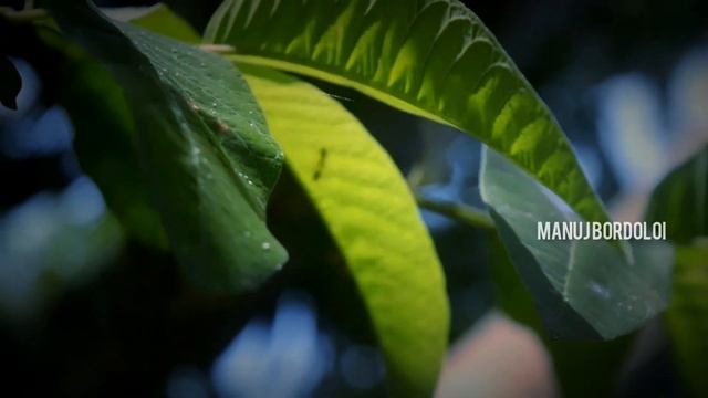 Nikon D3200 - Test Nature Videography смотреть онлайн