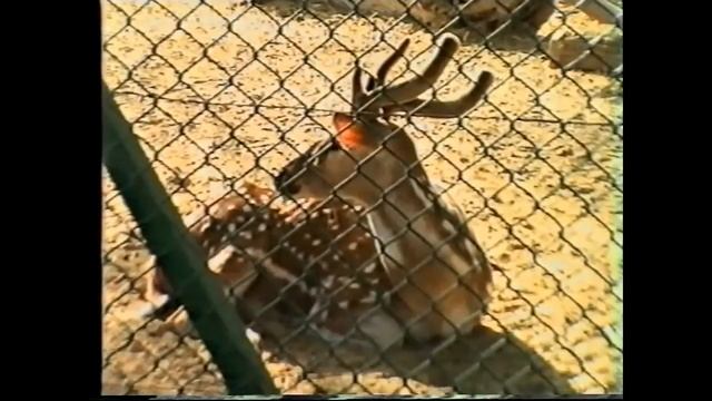 Дубай - зоопарк, 1994 смотреть онлайн