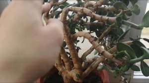 Реанимация старого денежного дерева. Сгнивший ствол. Комнатные цветы. __Валентина Земскова.