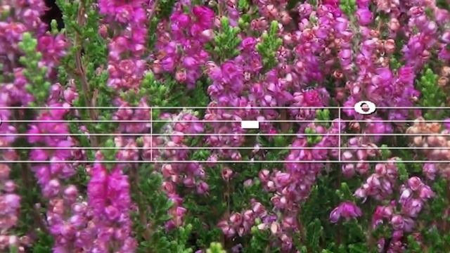 "Ave Maria" - Caccini/Vavilov - Flute on a street corner смотреть онлайн